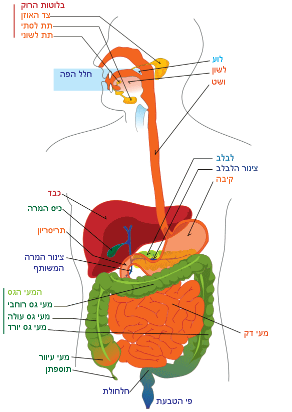 איור של מערכת העיכול באדם עם שמות בעברית